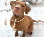 Small #3 American Bulldog