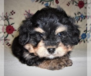 Miniature Bernedoodle-Unknown Mix Puppy for sale in WEST GROVE, PA, USA