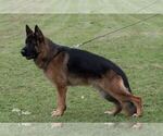 Small Photo #1 German Shepherd Dog Puppy For Sale in ELGIN, IL, USA