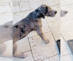 Small Photo #20 Great Dane Puppy For Sale in MARICOPA, AZ, USA
