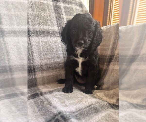 Medium Photo #14 Cavapoo (Miniature) Puppy For Sale in SPRING HILL, TN, USA