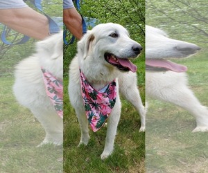 Great Pyrenees-Unknown Mix Dogs for adoption in Croydon, NH, USA
