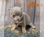 Small #6 Chihuahua
