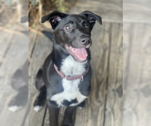 bodie - Male Borador Dog for Adoption - Photo #7