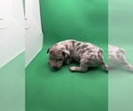 Small #1 American Pit Bull Terrier