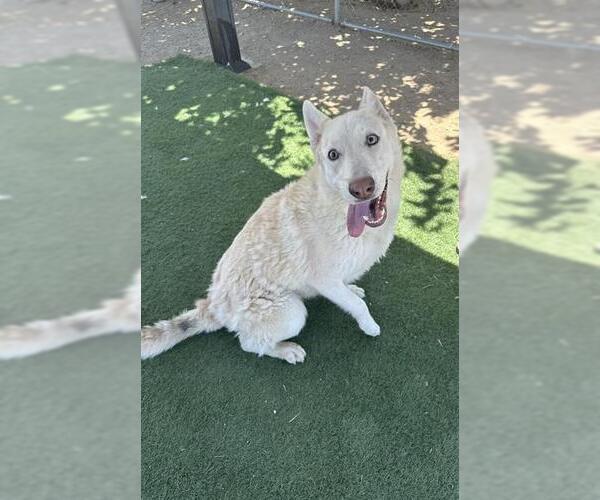 Medium Photo #2 German Shepherd Dog Puppy For Sale in HESPERIA, CA, USA