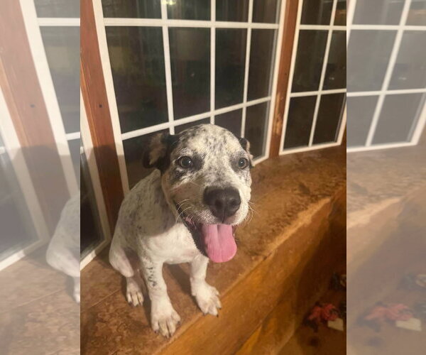 Medium Photo #2 Mutt Puppy For Sale in Alexander, AR, USA