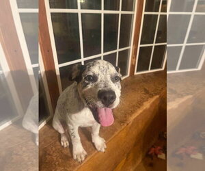 Clara belle - Female Mutt Dog for Adoption - Photo #2