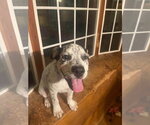 Small #1 Mutt