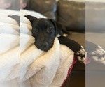 Small #7 American Pit Bull Terrier-Labrador Retriever Mix