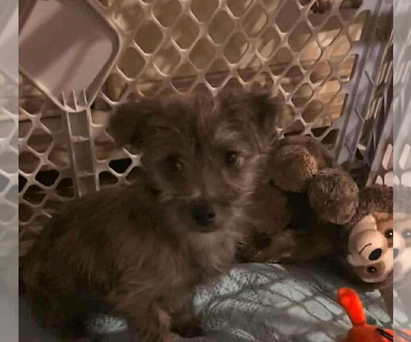 Medium Photo #6 Mutt Puppy For Sale in Grafton, WI, USA