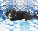 Small Photo #5 Bernedoodle Puppy For Sale in LANCASTER, PA, USA
