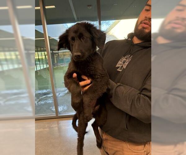 Medium Photo #1 German Shepherd Dog-Unknown Mix Puppy For Sale in San Martin, CA, USA