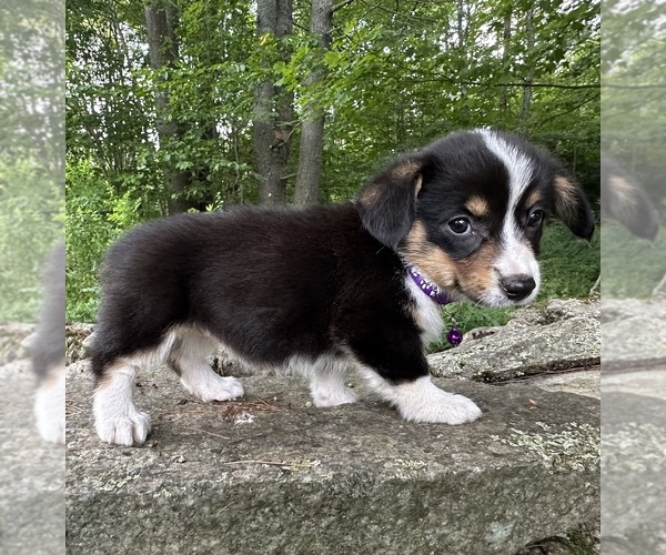 Medium Photo #25 Pembroke Welsh Corgi Puppy For Sale in PERKINSVILLE, VT, USA