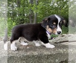 Small Photo #25 Pembroke Welsh Corgi Puppy For Sale in PERKINSVILLE, VT, USA