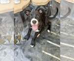 Small #1 Mutt