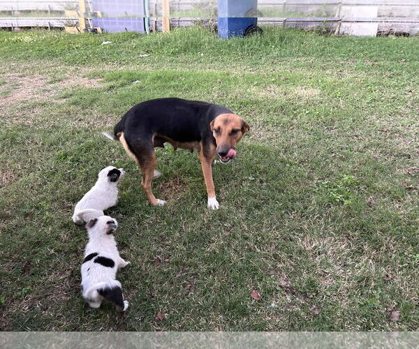 Medium Photo #19 Beagle-Collie Mix Puppy For Sale in Princeton, MN, USA