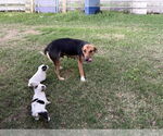 Small #18 Beagle-Collie Mix