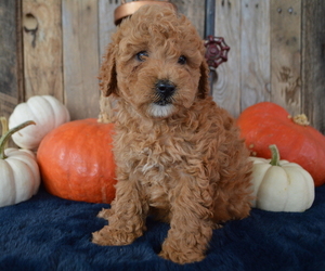 Poodle (Miniature) Puppy for sale in HONEY BROOK, PA, USA