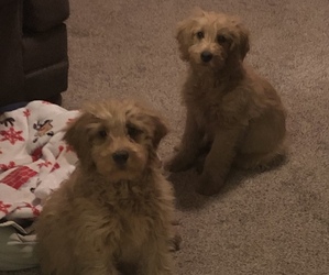 Goldendoodle (Miniature) Puppy for sale in JACKSON, NJ, USA