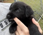 Small #1 Shepradors