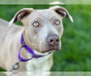 Unknown-Weimaraner Mix Dogs for adoption in Omaha, NE, USA