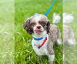 Small #3 Shih-Poo
