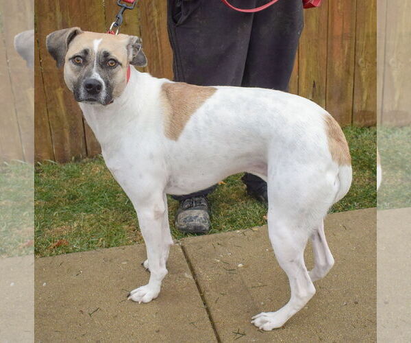 Medium Photo #2 American Staffordshire Terrier-Labrador Retriever Mix Puppy For Sale in Huntley, IL, USA