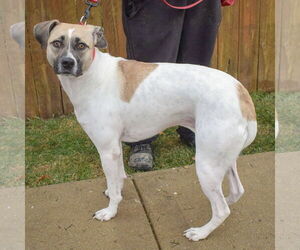 Halo - Female American Staffordshire Terrier-Labrador Retriever Mix Dog for Adoption - Photo #2