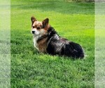 Small Photo #1 Pembroke Welsh Corgi Puppy For Sale in REDKEY, IN, USA