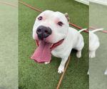 Small American Pit Bull Terrier Mix