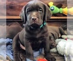 Small Photo #1 Labrador Retriever Puppy For Sale in RIVERSIDE, CA, USA
