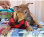 Small #2 Mutt