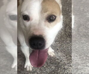 MILLIE - Female American Pit Bull Terrier-Labrador Retriever Mix Dog for Adoption - Photo #5