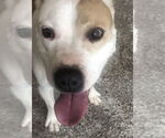 Small #4 American Pit Bull Terrier-Labrador Retriever Mix