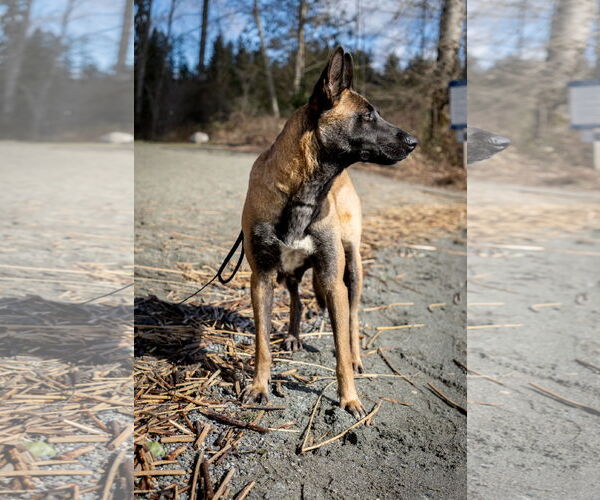 Medium Photo #11 German Shepherd Dog-Unknown Mix Puppy For Sale in Seattle, WA, USA