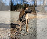 Small #10 German Shepherd Dog Mix