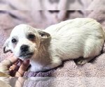 Small Photo #3 ShiChi Puppy For Sale in Wakefield, RI, USA