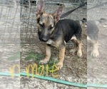 Small Photo #2 German Shepherd Dog Puppy For Sale in SPARTANBURG, SC, USA