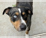 Small #1 Labrador Retriever Mix