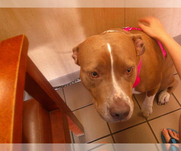 Medium Photo #1 American Pit Bull Terrier Puppy For Sale in Ocala, FL, USA