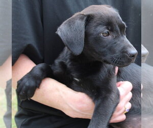 Labrador Retriever-Unknown Mix Dogs for adoption in Prattville, AL, USA