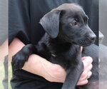 Small Labrador Retriever Mix