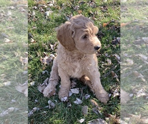 Goldendoodle Puppy for sale in MIAMISBURG, OH, USA