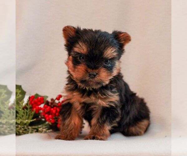 Medium Photo #3 Yorkshire Terrier Puppy For Sale in REINHOLDS, PA, USA