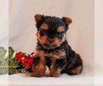 Small #2 Yorkshire Terrier
