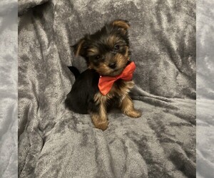 Yorkshire Terrier Puppy for sale in FORT MYERS, FL, USA