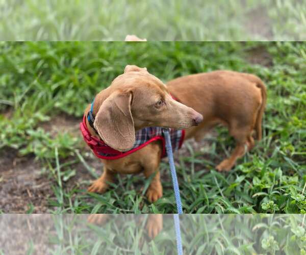 Medium Photo #2 Dachshund Puppy For Sale in Tampa, FL, USA
