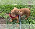 Small #1 Dachshund