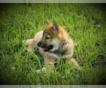 Small Photo #3 Shiba Inu Puppy For Sale in LUBLIN, WI, USA